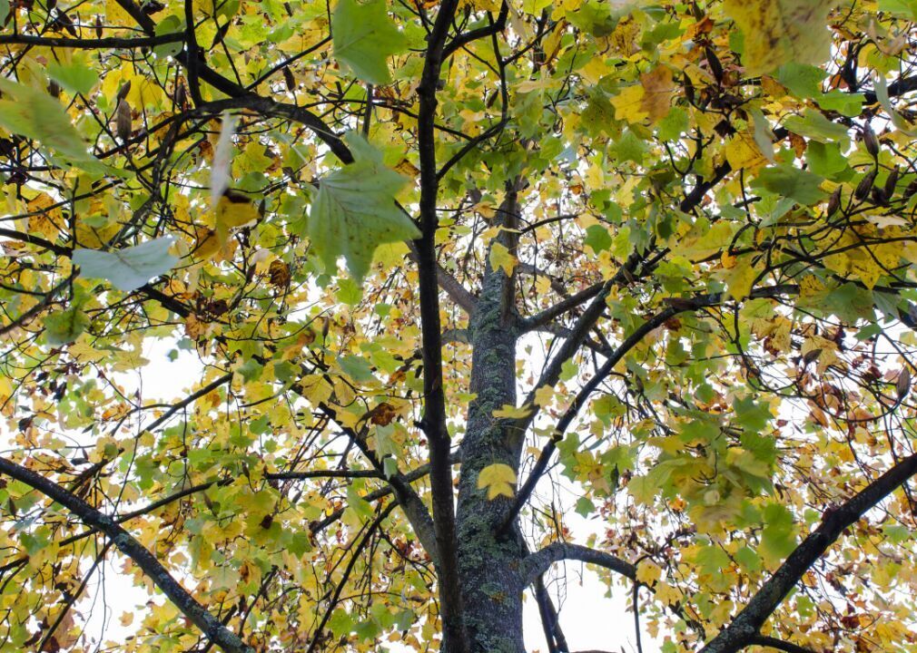 Answer: Tree #19